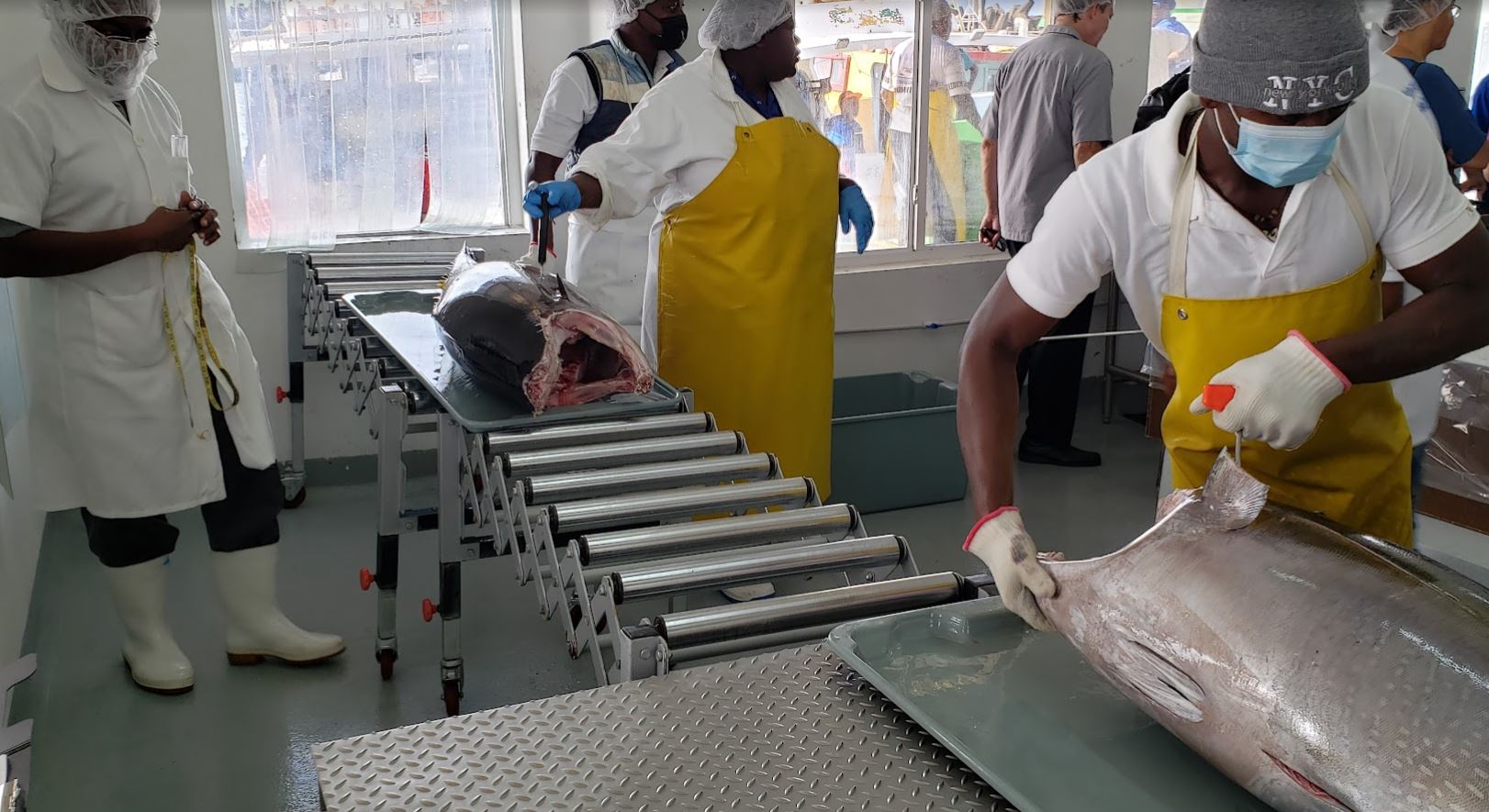 Fish Processing in Barbados