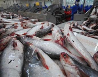 Pangasius sometimes passed off as grouper in Caribbean