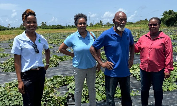 Progress with Sargassum field trials recently showcased in Barbados