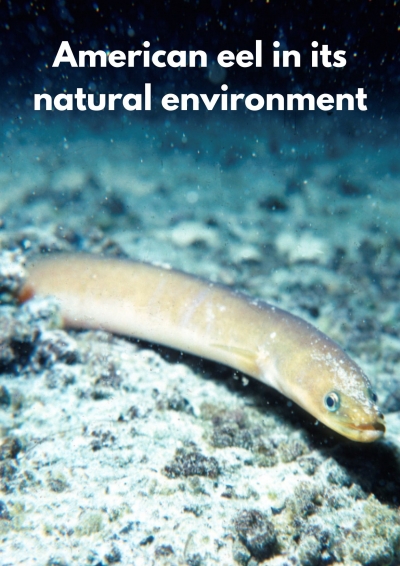 Illegal trafficking of eels a growing problem, and traffickers are benefiting at the expense of our fishers!